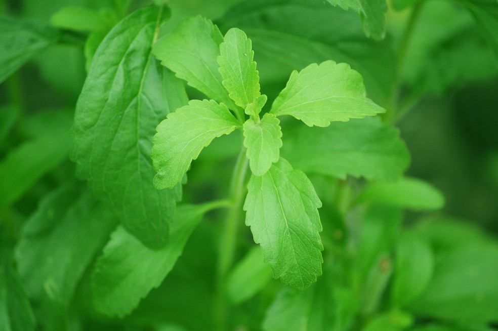 como plantar stevia