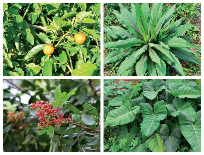 Beldroega: A Superalimentação Escondida nas Calçadas