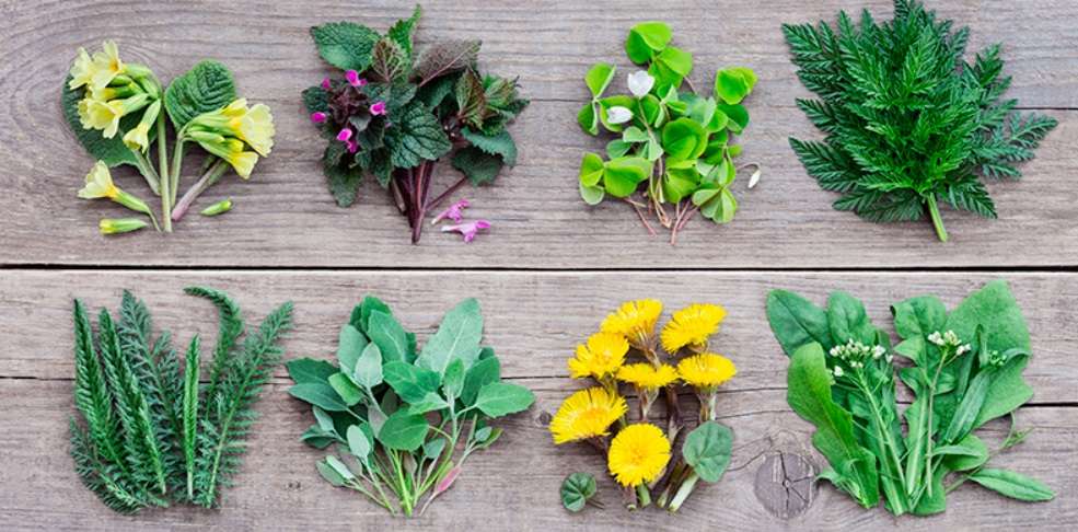 Guia Completo de Cultivo de Taioba em Casa