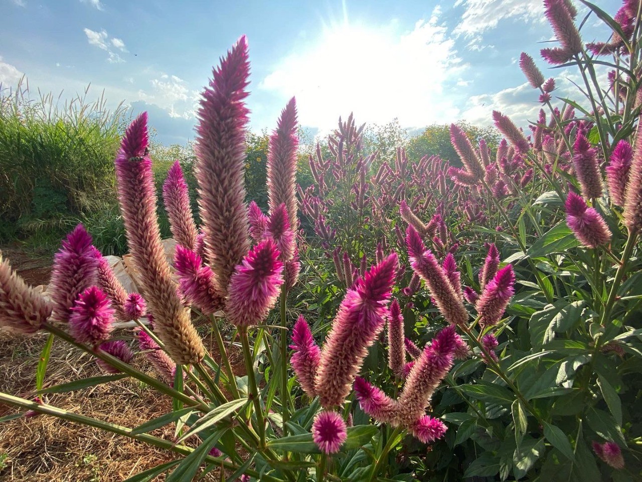 Peixinho-da-Horta: O Sabor Surpreendente das Folhas Aveludadas