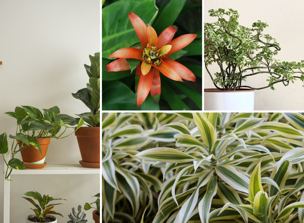 Transforme Sua Sala: Ideias de Decoração com Plantas de Folhas Grandes