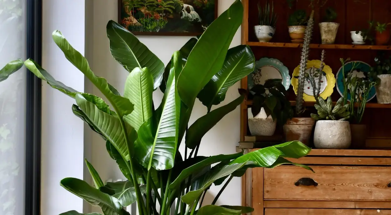 plantas de folhas grandes para interior