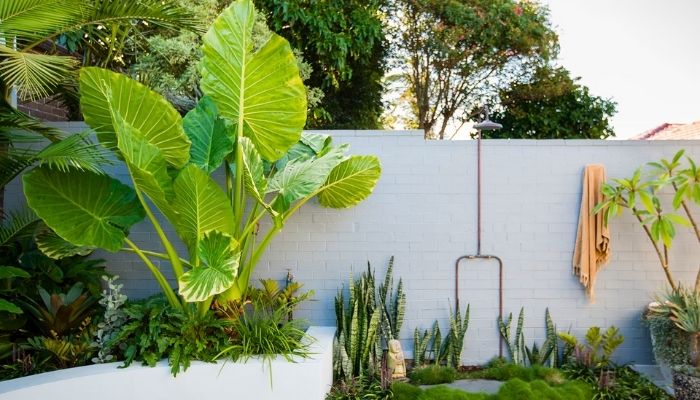 Guia Completo: Como Escolher o Vaso Ideal para Suas Plantas de Folhas Grandes