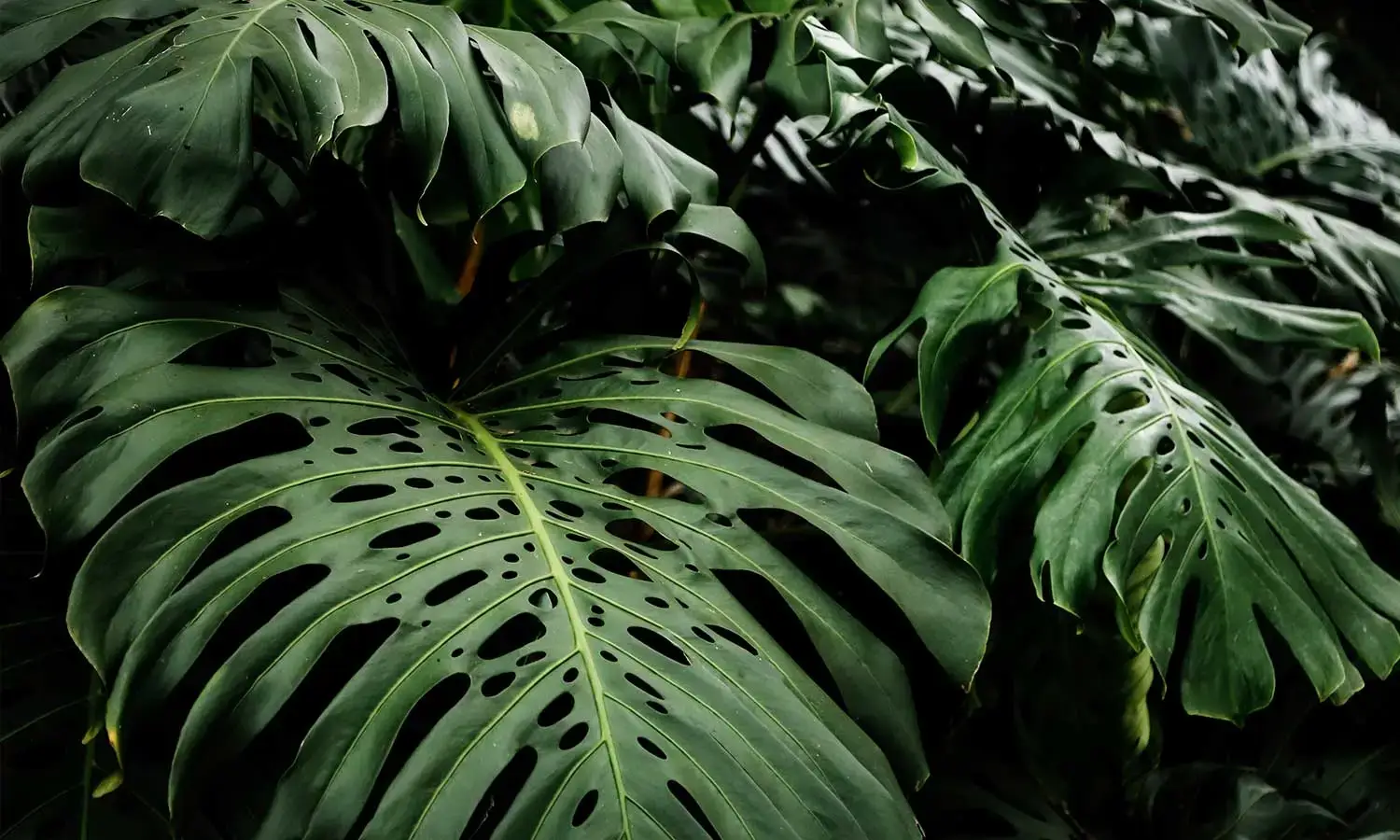 Iluminação e Rega: O Segredo para Manter Suas Plantas de Interior Saudáveis