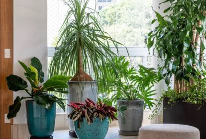 Guia Completo: Como Escolher o Vaso Ideal para Suas Plantas de Folhas Grandes