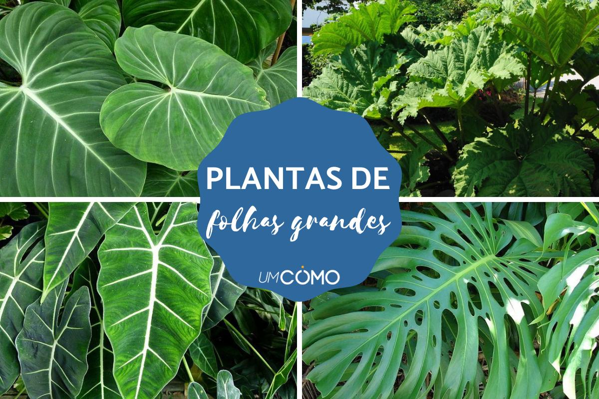 Plantas de Folhas Grandes Pet-Friendly: Opções Seguras para Seu Lar