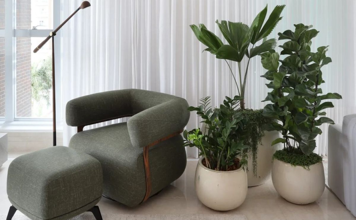 plantas de folhas grandes para interior