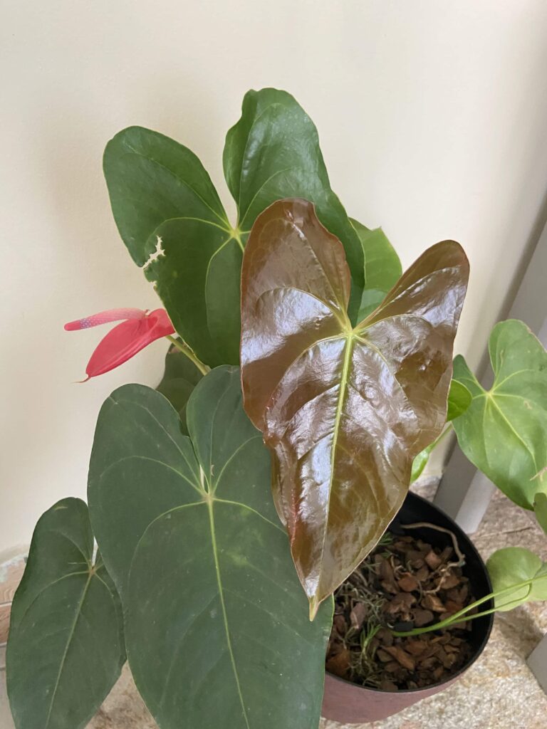 Iluminação e Rega: O Segredo para Manter Suas Plantas de Interior Saudáveis