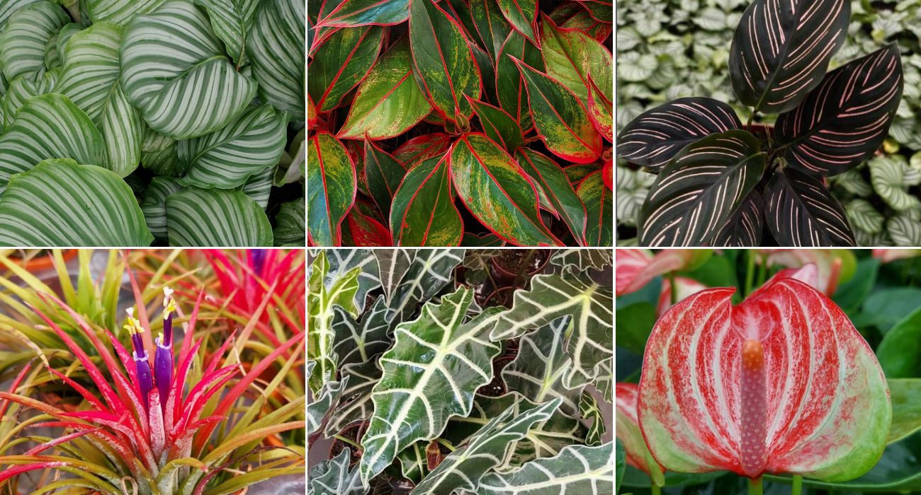 Plantas de Folhas Grandes Pet-Friendly: Opções Seguras para Seu Lar