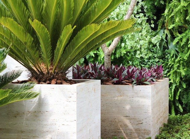 plantas de forração