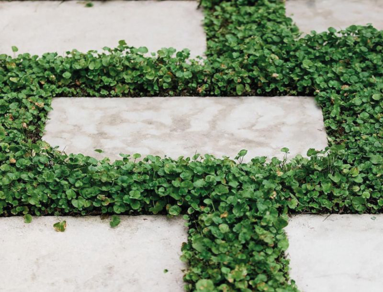 Como escolher a planta de forração ideal para seu jardim