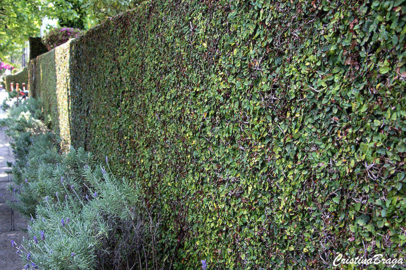 Forrações floridas para sol pleno: adicione cor ao seu jardim
