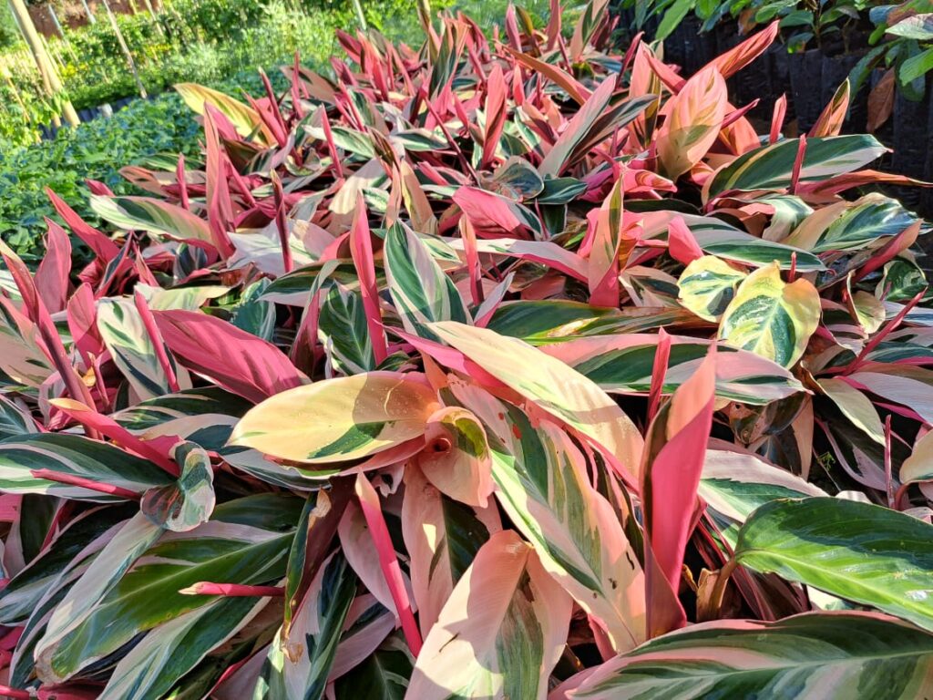 plantas de forração