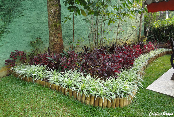 Plantas de forração para controle de erosão: espécies e dicas