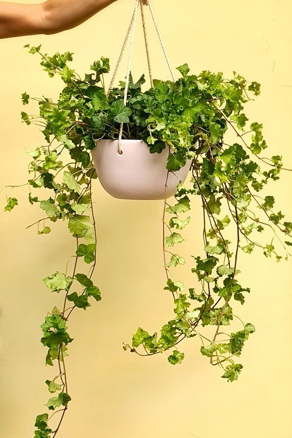 plantas de forração