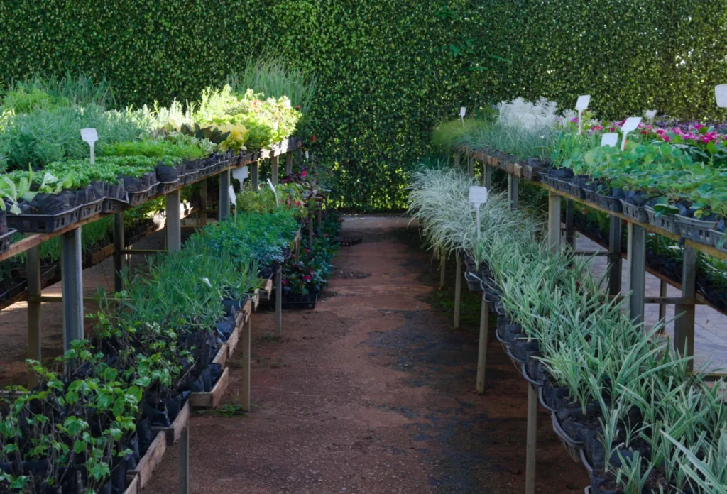 Guia completo de plantas para substituir o gramado