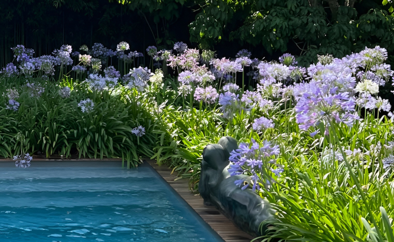 Forrações floridas para sol pleno: adicione cor ao seu jardim