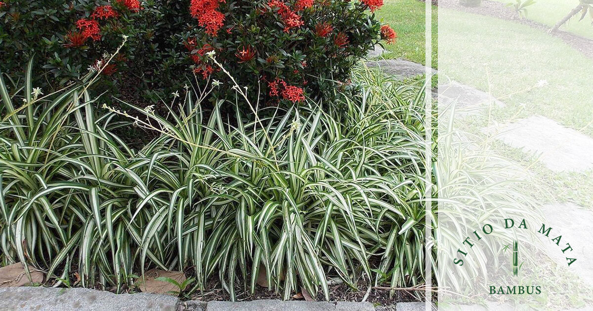 Plantas de forração para controle de erosão: espécies e dicas