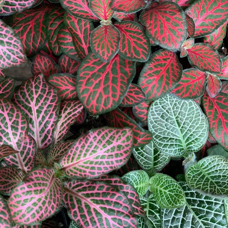 Jardim de baixa manutenção: as melhores forrações