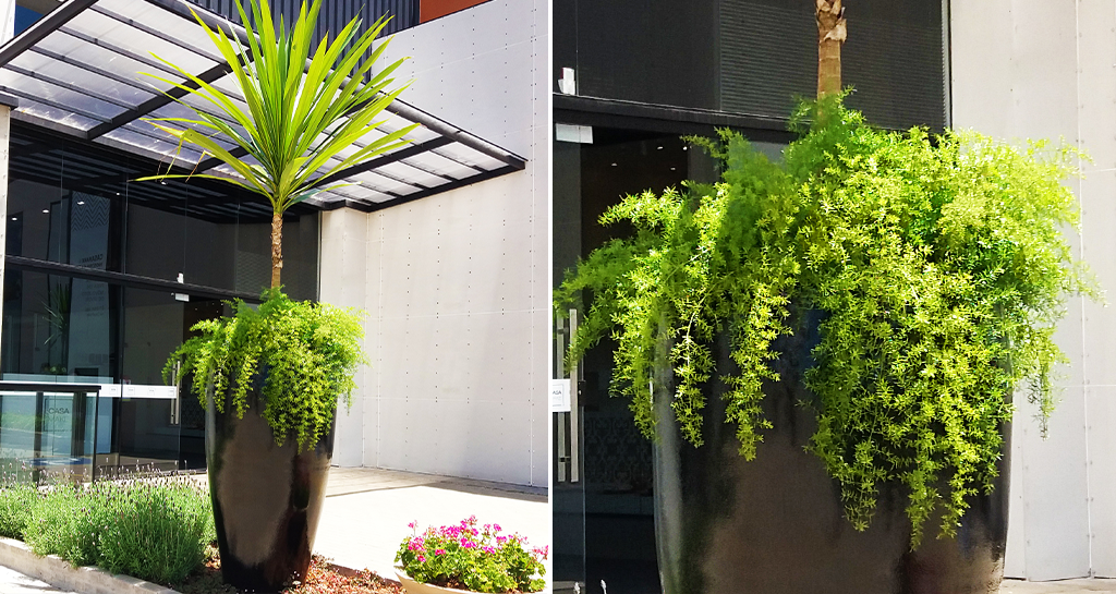 plantas de forração