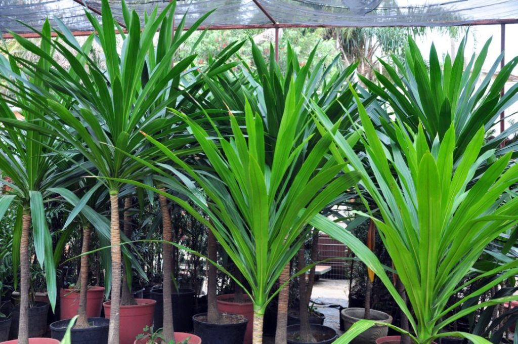 Suculentas e Cactos: dicas essenciais para iniciantes