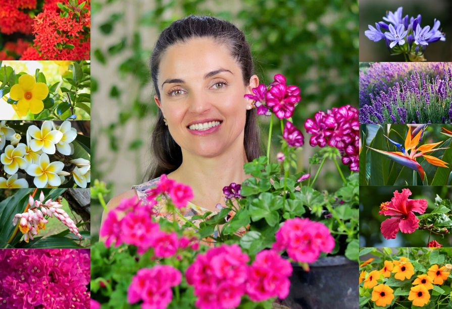Como escolher o vaso ideal para plantas de sol pleno