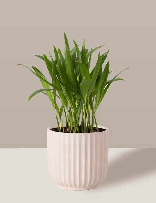 Suculentas e Cactos: dicas essenciais para iniciantes