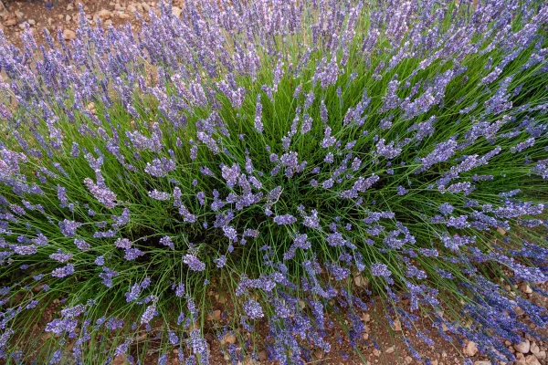 plantas de sol pleno para vasos