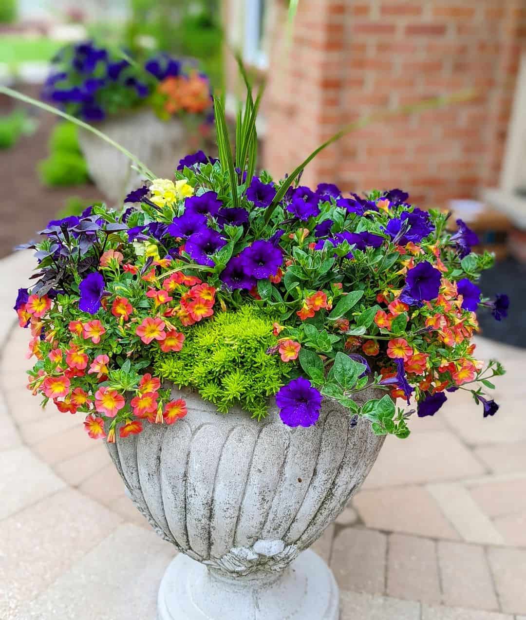 Como escolher o vaso ideal para plantas de sol pleno