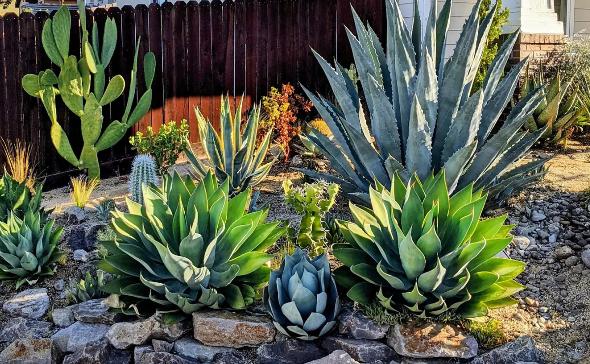 10 plantas com flores que amam sol e transformam seu jardim