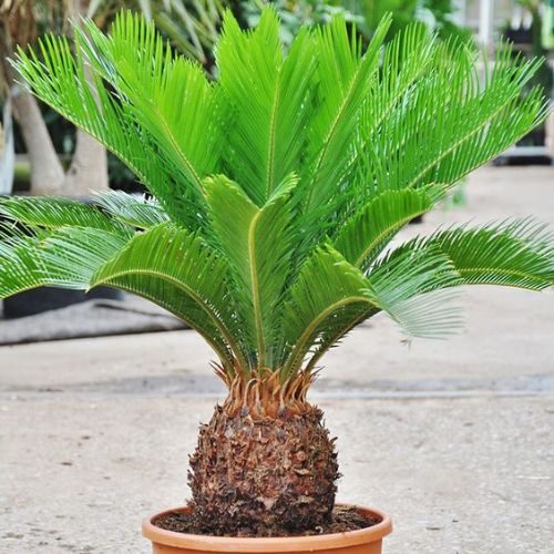 plantas de sol pleno para vasos