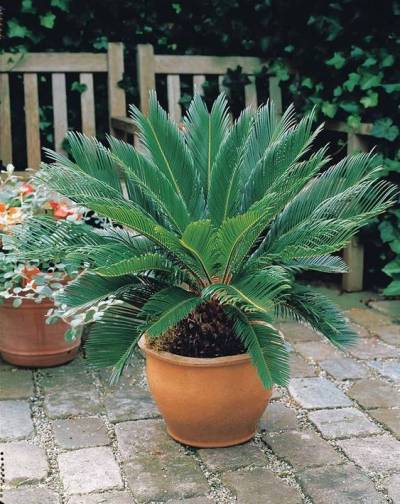 Guia completo de cuidados com Rosa do Deserto em vasos