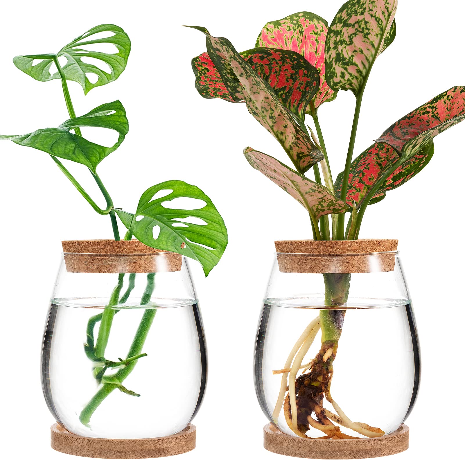 plantas que vivem na água