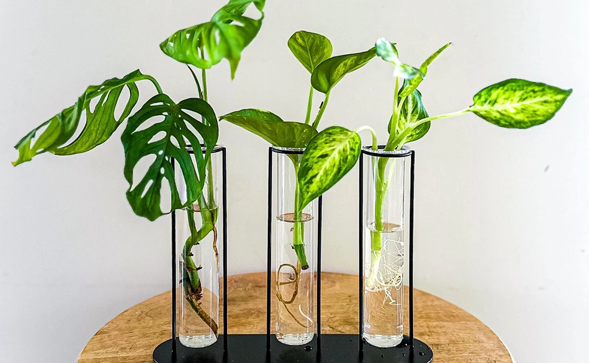 cultivo de plantas sem terra