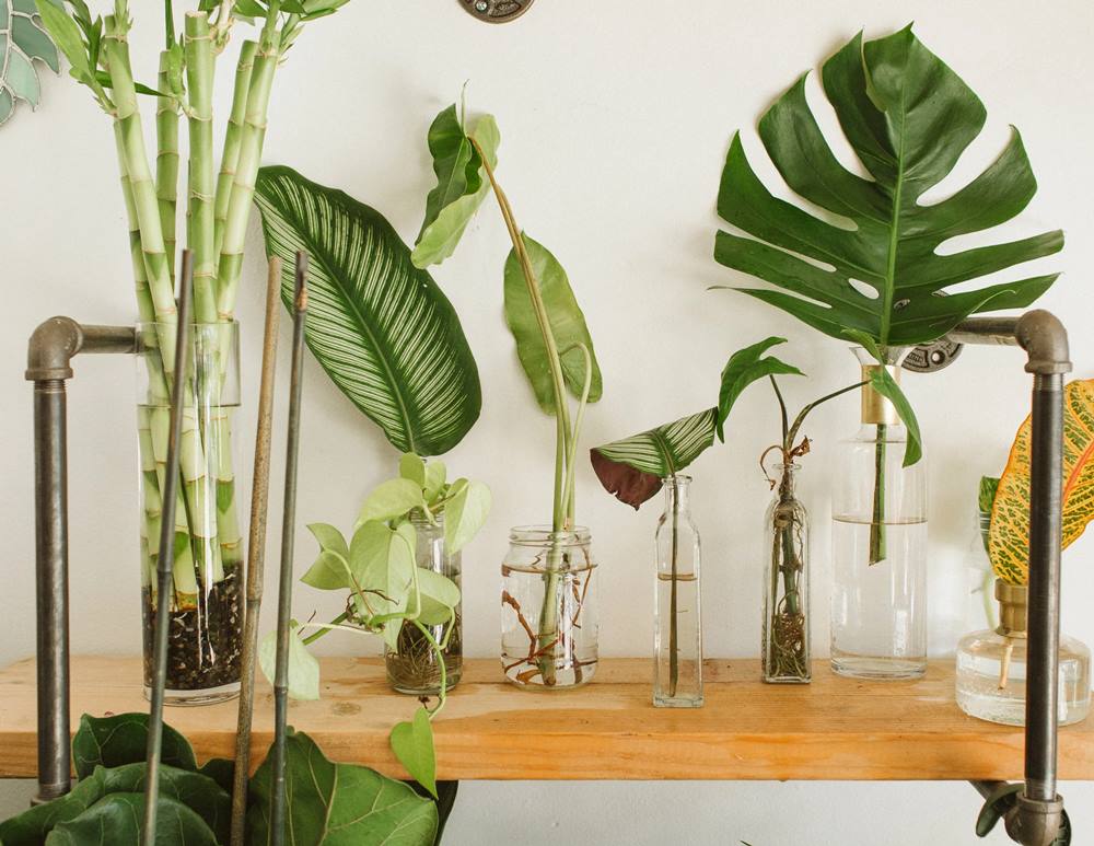 propagação de plantas na água