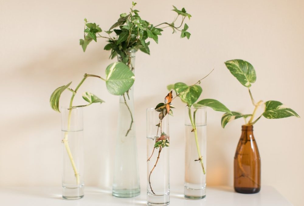 fertilizante para plantas na água