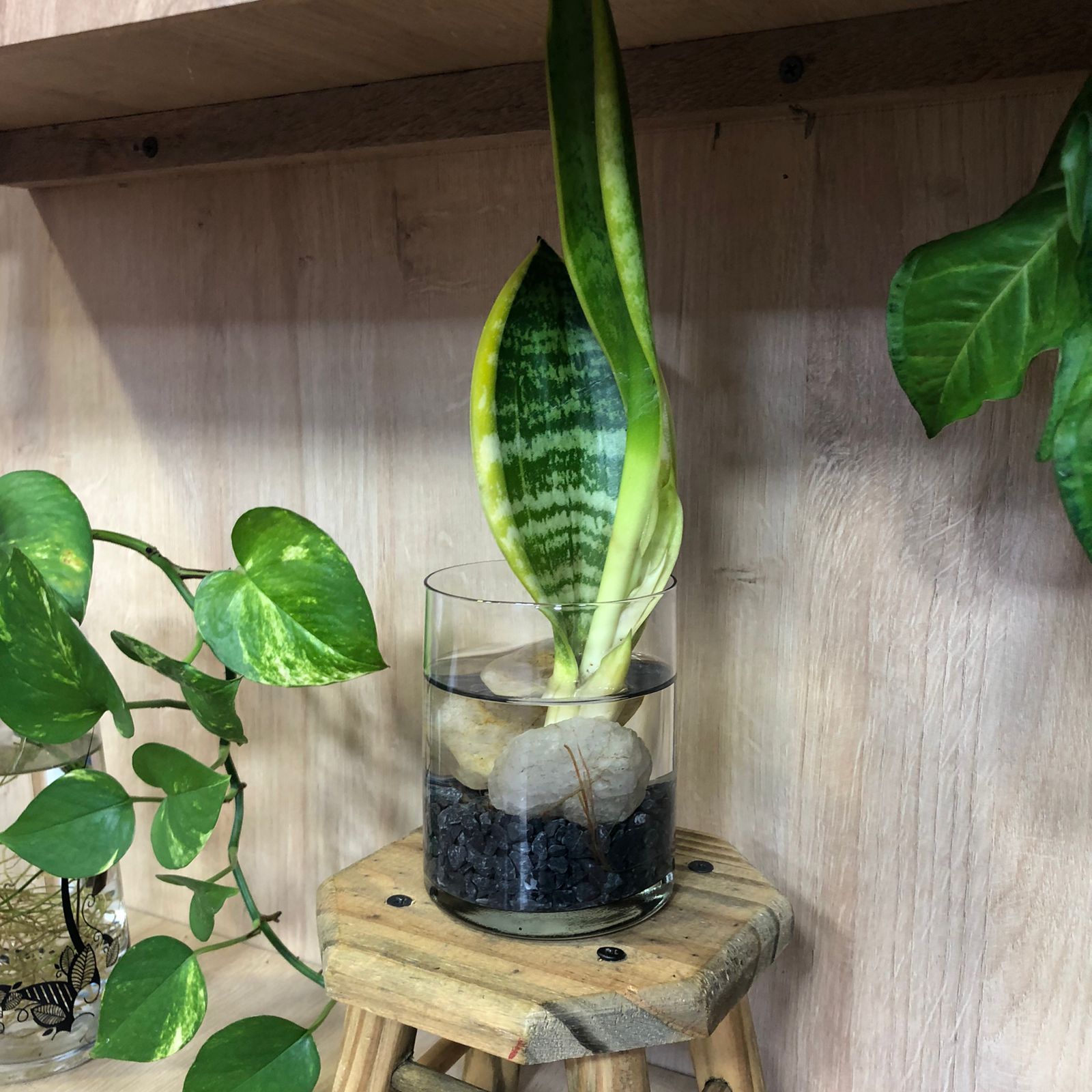 carvão ativado para plantas aquáticas