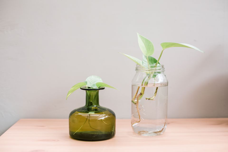 plantas de fácil manutenção em água