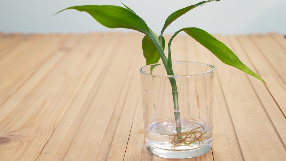 plantas que vivem na água