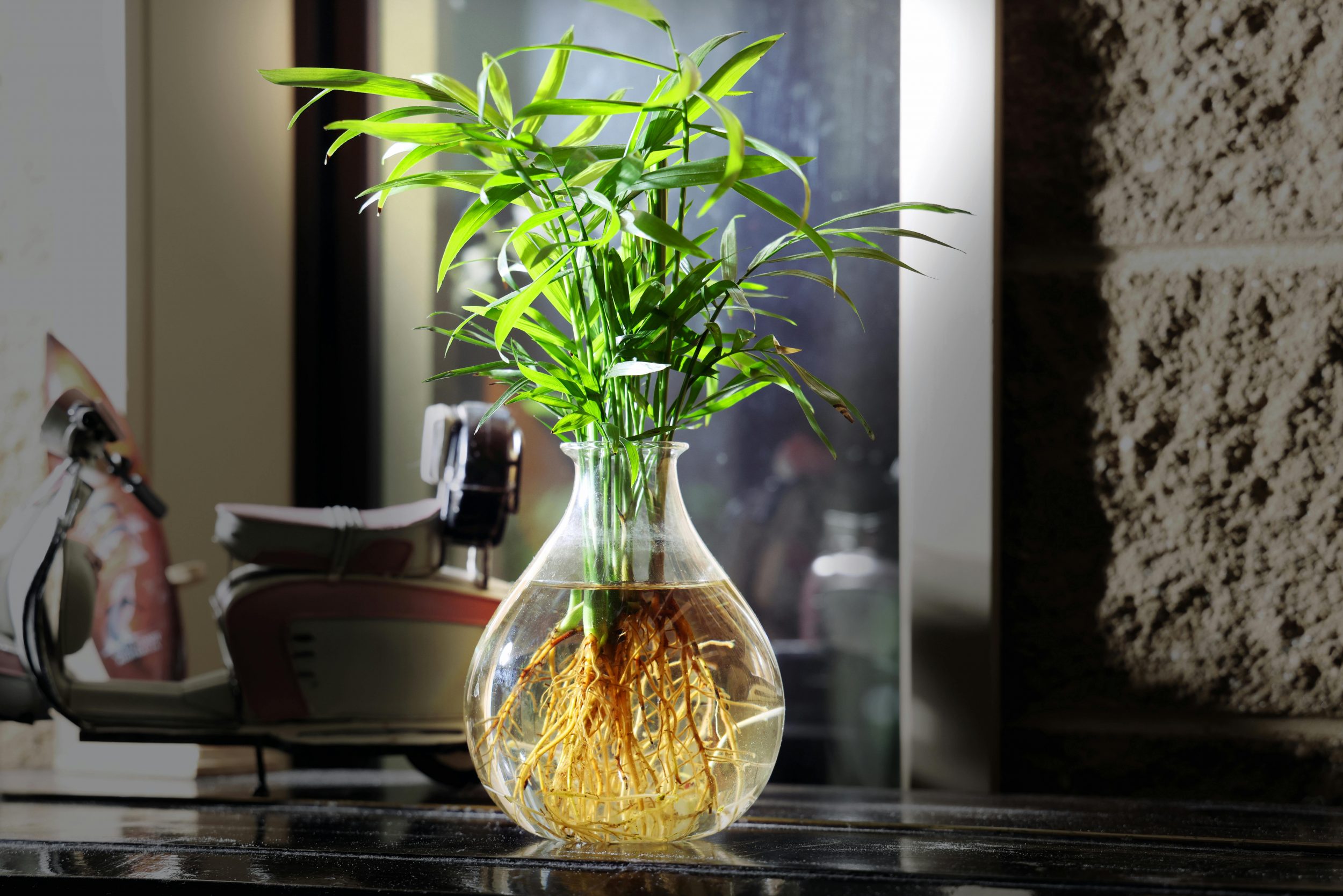 cultivo de plantas sem terra