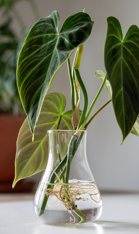 vasos de vidro para plantas
