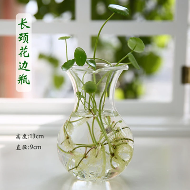 plantas de interior para água