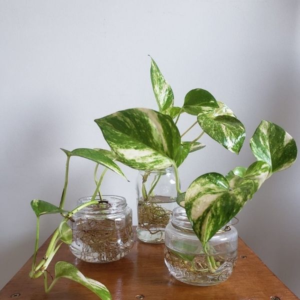 vasos de vidro para plantas
