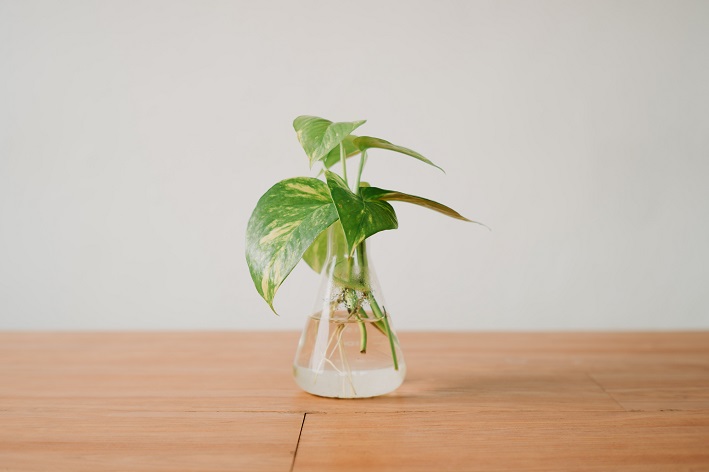 como cuidar de plantas na água