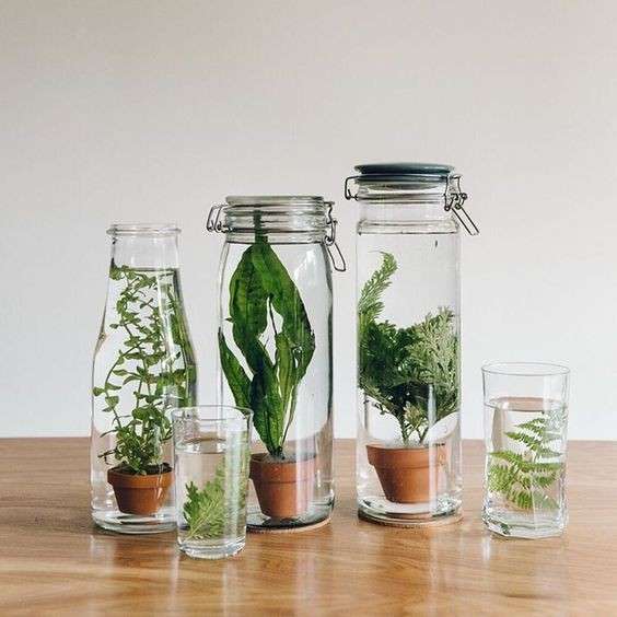plantas de interior para água
