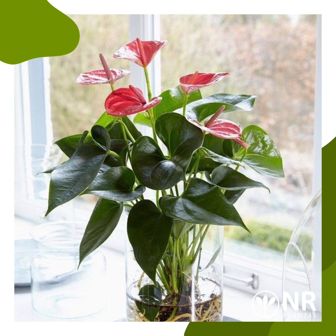 plantas aquáticas decorativas
