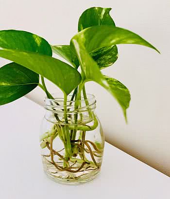 plantas para purificar o ar em água