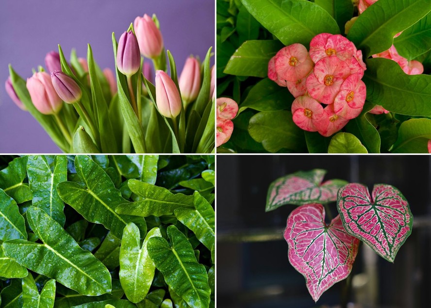 5 Plantas de Interior que Purificam o Ar e São Seguras para Pets