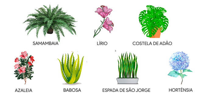 Guia Completo de Plantas Aromáticas Pet Friendly para sua Cozinha