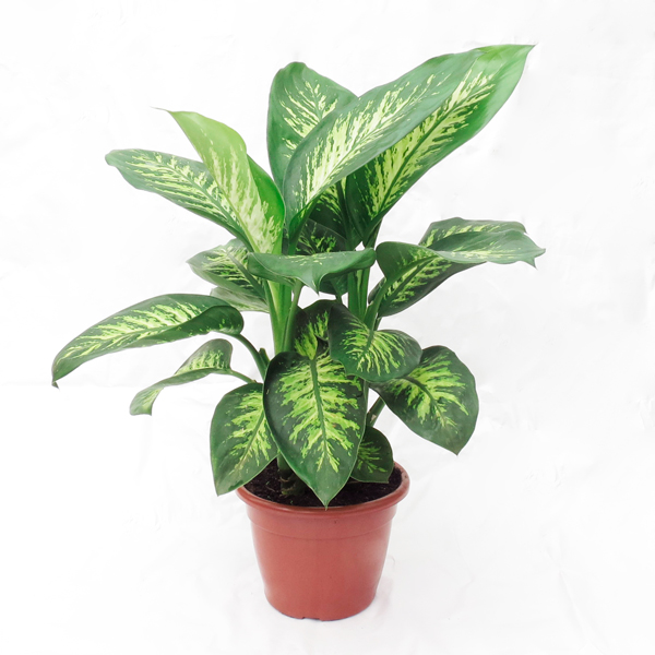 Suculentas e Flores Coloridas: Opções Seguras para Decorar sua Casa